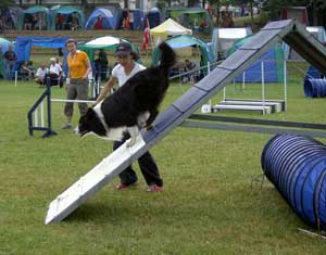 Svensk Agility Champion 2004 Svensk Agility Champion 2004