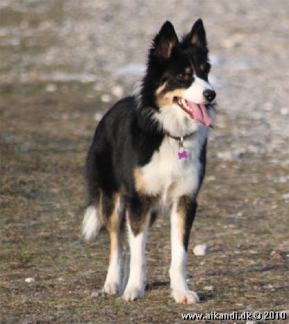 Sookie