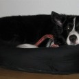 I dag er det Kopy’s fødselsdag – min super skønne, super dejlige og super smukke hund fylder 3 år 🙂
