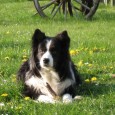 I dag fylder min ubeskrivelig dejlige gamle hund 13 år. Det er helt vildt, at der allerede er gået så mange år! Det er nok så svært at forstå, fordi [&hellip;]
