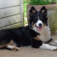 Når nu jeg synes, at jeg var så heldig at have verdens to dejligste hunde, er det så ærgerligt, at det ikke er muligt at få en lillebror-kopi af Kopy. En [&hellip;]