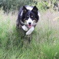 Siden sidste indlæg her på bloggen, har jeg egentlig bare været igang med at opbygge et bånd mellem Sookie og jeg. Jeg er af den overbevisning, at får man opbygget [&hellip;]