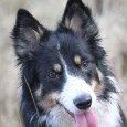 Sidste weekend var jeg til preschool agility i VAS – absolut ikke en succes 🙁 Jeg troede den tid, hvor Sookie løber hen til de andre hunde var ovre. Men [&hellip;]