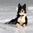 I weekenden ville jeg lige ud og kigge til et agilitystævne i Vallensbæk, men først var planen at lufte Sookie en kort tur på Ishøj Strand. Turen på stranden blev [&hellip;]