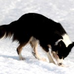 20110226-sookie2