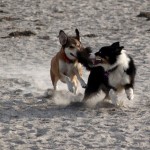 20110226-sookie9