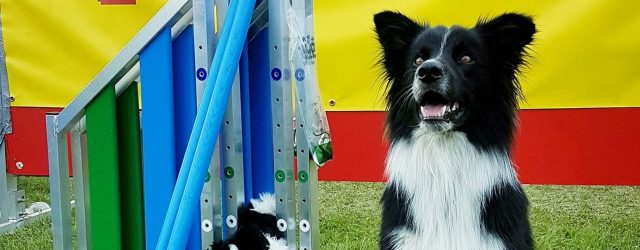 Keep (Vini x KNoxx) competed at the international competition Border Collie Agility Meeting (BAM) where he qualified for the final. Teresa and Keep were stars at the finals and finished second […]