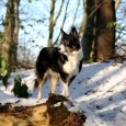 King Winter finally visited us in Denmark – only for a few days though, but managed to take some photos of the dogs. Yes, we love winter wonderland 🙂