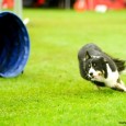 Jeg har deltaget i agility-ugestævnet Dania Cup 2011, som blev afholdt i Herlufsholm. Igen havde dommerne lavet spændende baner, som er lidt sværere end til de normale stævner. I år [&hellip;]
