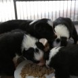 Puppies are growing – well, that’s expected 😉 But now they have opened their eyes, playing, walking and also trying to run. They have found out that they can make […]