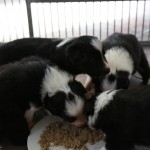 puppies getting real food for the first time