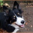 Today my sweet little dog turns 5 yo – happy birthday, dear Sookie! I’m so happy for this little dog, who brings me so much joy into my life – she […]