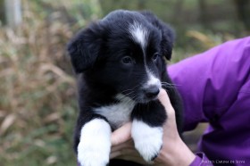 Boy number 2 - pedigree name: Solfari's Aikandi Derek