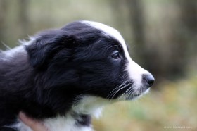 Girl number 1 pedigree name is: Solfari's Aikandi Dea