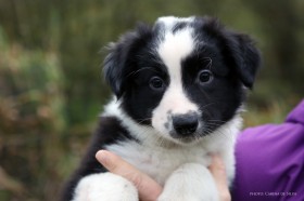 Solfari's Aikandi Dexter - his call name will be Sky