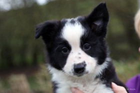 Girl number 2 - pedigree name: Solfari's Aikandi Dicte