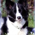 Today my sweet Vini turns 3 yo – happy birthday, dear Vini! I’m so happy for this little dog, who brings so much joy into our lives each and every single day 😀 Please […]