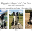 Today Vini’s first litter turns 5 years – happy birthday to you all!