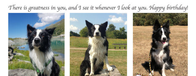 Today Vini’s first litter turns 5 years – happy birthday to you all!