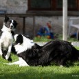 This weekend I got the opportunity to meet Vini’s brother Villi. Amazing how they are looking alike – Villi is indeed a very beautiful border collie! Vini was very happy […]