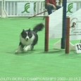 I weekenden blev der afholdt VM i agility i Lievin, Frankrig. Jeg havde besluttet mig for at tage ned og heppe på landsholdet og ville også mindes Elliot, der individuelt […]