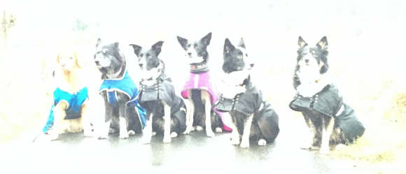 A walk with Leonie and her lovely dogs