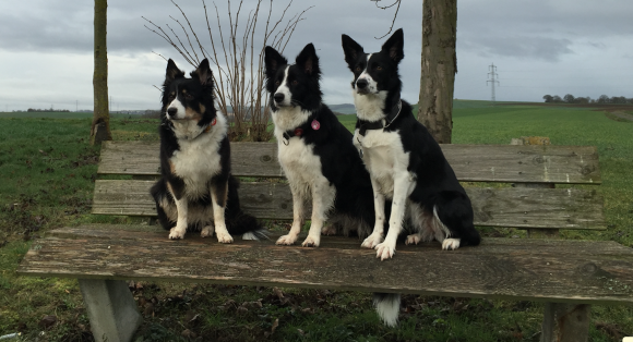 Sookie, Vini and Do It enjoying the beautiful view