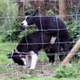 Gosh, I’m so behind updating my blog.. Hopefully I get to update it soon.. but first I want to share with you that Vini has been mated 🙂 She was […]