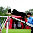 I år blev Border Collie Classic (BCC) afholdt i Danmark. BCC er Europamesterskaber for stambogsførte border collier. Jeg har aldrig deltaget i BCC før, men da det nu skulle være [&hellip;]