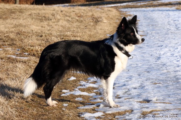 border collie Vini