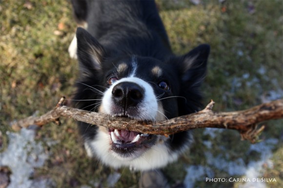 Sookie - play with me, please!