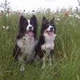 Tiden går for hurtigt.. det må jeg erkende.. pludselig er det Sct. Hans og det er sommer.. og Sookie’s første agility konkurrence nærmer sig med hastige skridt.. og føler jeg [&hellip;]