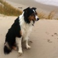 Her er lige et billede af Eddie, som er Elliot’s søn – Eddie er så absolut den smukkeste tric hanhund i verden 😀