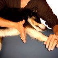 Channie og jeg er redaktører for Border Collie Klubbens klubblad og er derfor ude og spørge forskellige folk, om de vil skrive indlæg til vores klubblad. I næste nummer har [&hellip;]