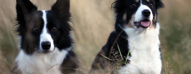 It is so crazy – my two shining stars, Sookie and Vini, are both qualified for the European Open (EO) in France!! I am just over the moon 😀 I […]