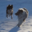  Jeg passede Lene’s hunde, Toxy & Qato, i weekenden. Qato og Sookie er de bedste legekammerater – det er bare en fest, når de er sammen 🙂      