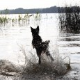 My friend Lene asked me if we should go for a walk around Farum Lake – it’s about a 10 km walk. As we have been running agility for a […]