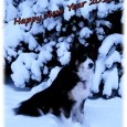 Alle mine bloglæsere ønskes et godt og lykkebringende Nytår! Jeg tror der må være noget galt med min 2010 kalender, for dette år har da bare været meget kortere end [&hellip;]