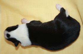 Puppy # 1 - boy