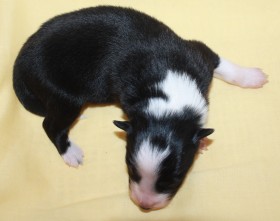 Puppy # 2 - girl