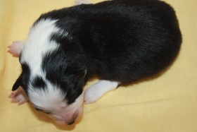 Puppy # 4 - girl
