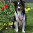 Elliot er super stolt af sin søn, Eddie, der har vundet DAF Cup 2010 for lidt øvede – Eddie vandt både agility- og springløbene og havde sammenlagt kun en enkelt […]
