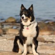 I dag fylder min super dejlige Sookie 2 år. Sookie er den mest lærenemme og samarbejdvillige hund jeg til dato har set – så super dejligt, at hun skulle komme [&hellip;]