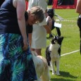 Saturday the Danish Border Collie Club Championship took place and you could compete in agility, obedience, rally-o and conformation show. I had signed Sookie up for agility and Vini for […]