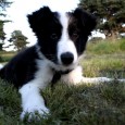 Jeg har nu besluttet mig for hvalpens navn – jeg har altid kaldt mine hunde deres stambogsnavn (pånær Sookie), men Basil, Elliot og Kopy hed alle det på stamtavlen. Jeg [&hellip;]