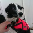 Jeg havde vundet et gavekort til en halv times hundesvømning, så nu skulle det bruges. Det er godt nok længe siden Sookie  sidst har svømmet. Jeg plejede at lægge fiskeguffer [&hellip;]