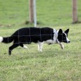 Hundenes opdrætter, Jette, er ovre og afholde en instinkt test (dvs afprøve om hundene har et hyrdeinstinkt), så vi fik lige chancen for at træne lidt før. Sookie var helt […]
