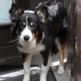  Efter at have startet på at lege Crate Games, synes Sookie buret er et rigtigt fedt sted at være – fra at ligne en, der fik brændt poterne, når hun trådte ind […]
