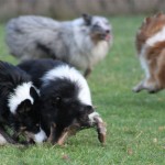 Sookie, Toxy, Qato & Enzo
