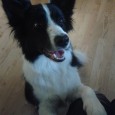 Well.. already kind of old news, but just want to tell that Vini was scanned for puppies two weeks ago.. and I saw some tiny hearts beating in Vini’s tummy […]